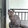 Terra is registered to the contest to win money with this photo: animal, balcony, cat, close_up, curious, daylight, domestic_animal, ears, feline, fur, gray_cat, indoor_outdoor, kitten, pet, railing, sitting, table, tail, whiskers, young_animal
