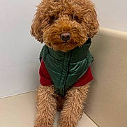 Clark is registered to the contest to win money with this photo: dog, brown_dog, curly_fur, pet_clothing, green_vest, red_sweater, indoor, corner_seat, beige_background, sitting, pet, cute, fur, animal, companion, portrait, looking_at_camera, calm, small_dog, fluffy