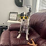 dog, sunglasses, leather_couch, bone_toy, living_room, wreath, lamp, framed_quote, side_table, window_blinds, plant, decor, pet, indoor, furniture, brown, white, black, seated, funny