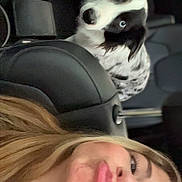 Keira joined the competition — help win amazing prizes! woman, selfie, dog, car_interior, blue_eyes, black_and_white_dog, headrest, seat, puckered_lips, long_hair, pet, animal, portrait, casual, indoor, looking, curious, seatbelt, hair, closeup