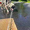 dog, water, outdoor, drinking, pavement, driveway, sunlight, wet, animal, nature, grass, trees, pet, playful, summer, black_and_white, fur, tongue, hydration, daytime