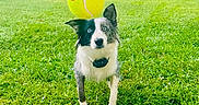 Keira is registered to the contest to win money with this photo: dog, tennis_ball, grass, outdoor, greenery, forest, animal, pet, blue_eyes, playing, field, nature, active, collar, fur, alert, daylight, mammal, canine, park