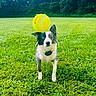 dog, tennis_ball, grass, outdoor, greenery, forest, animal, pet, blue_eyes, playing, field, nature, active, collar, fur, alert, daylight, mammal, canine, park