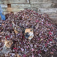 Copper joined the competition — help win amazing prizes! dog, dogs, leaves, autumn, fall, pile, outdoor, wooden_wall, playful, pet, animal, fur, brown, curious, nature, ground, jeans, person_partial, leaf_pile, rustic