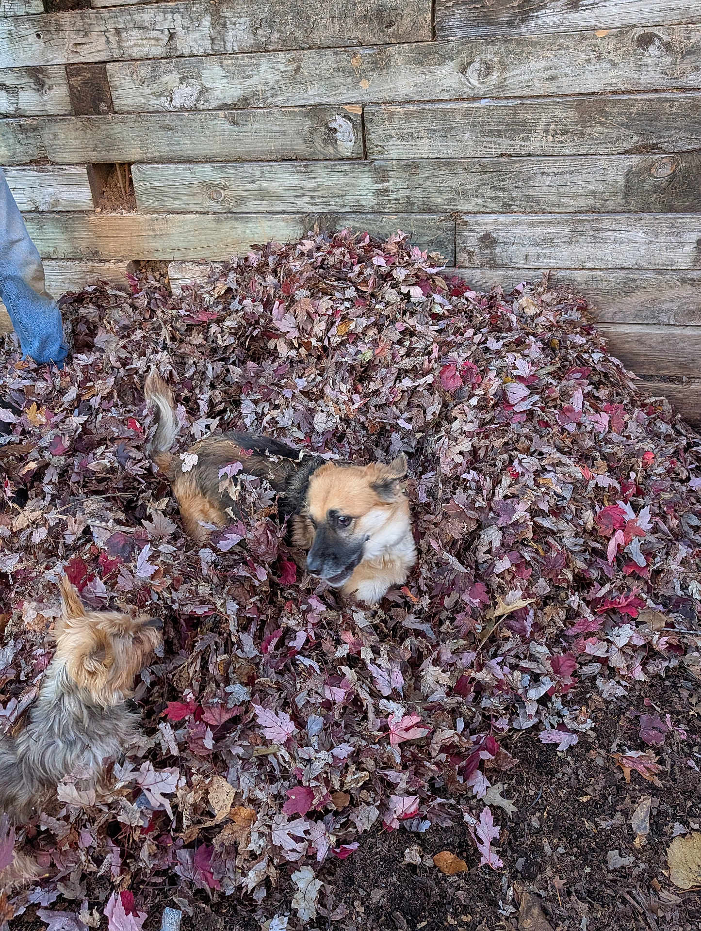Copper joined the competition — help win amazing prizes! dog, dogs, leaves, autumn, fall, pile, outdoor, wooden_wall, playful, pet, animal, fur, brown, curious, nature, ground, jeans, person_partial, leaf_pile, rustic
