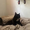 cat, black_cat, white_fur, bed, blanket, furniture, indoor, pet_bed, hanging_decorations, wall, relaxing, fur, animal, mammal, whiskers, ears, sleep_area, cozy, domestic_cat, resting