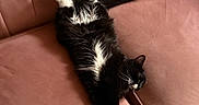 Nala joined the competition — help win amazing prizes! cat, black_and_white, fluffy, couch, pink, stretching, relaxing, indoor, pet, feline, fur, whiskers, paws, sleeping, cozy, home, comfortable, animal, domestic, resting