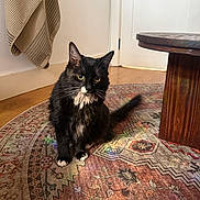 Nala joined the competition — help win amazing prizes! black_fur, cat, door, furniture, home, indoor, longhair, patterned_rug, pet, portrait, rug, sitting, staring, table, towel, tuxedo_cat, whiskers, white_fur, wood_floor, yellow_eyes