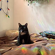 Nala is registered to the contest to win money with this photo: cat, black_and_white, indoor, bed, blanket, plant, pillow, string_lights, colorful_light, reflection, cozy, feline, pet_bed, wall, hanging_plant, fur, animal, resting, domestic, cute