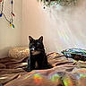 cat, black_and_white, indoor, bed, blanket, plant, pillow, string_lights, colorful_light, reflection, cozy, feline, pet_bed, wall, hanging_plant, fur, animal, resting, domestic, cute