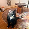 cat, tuxedo_cat, black_and_white, pet, animal, sitting, indoors, living_room, rug, wooden_floor, table, furniture, green_eyes, yellow_eyes, whiskers, pointed_ears, fluffy_fur, portrait, home, household_objects