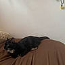 cat, black_cat, bed, brown_bedspread, indoor, alert, pet, feline, whiskers, ears, tail, wall, string_lights, colored_lights, fur, animal, domestic_animal, resting, crouching, focused
