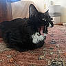 animal, black_and_white, cat, close_up, cozy, domestic_cat, ears, floor, furniture, household, indoor, mammal, pet, pet_feeder, relaxed, rug, tongue_out, tuxedo_cat, whiskers, yawning