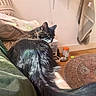 cat, black_cat, long_hair, furry, pet, animal, whiskers, ears, yellow_eyes, curled_up, sitting, lap, indoors, bedroom, bedding, blanket, cushion, shelf, slipper, cozy