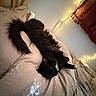 animal, bed, beige_bedspread, black_and_white_cat, cat, cozy, curtain, fairy_lights, fluffy, furniture, home, indoor, paws, pet, relaxed, resting, sleeping, soft_lighting, tail, whiskers
