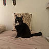 alert, animal, bed, black_and_white, cat, cozy, cute, decorative_pillow, feline, fur, furniture, home, indoor, pet, pillow, plant, planter, sitting, tuxedo_cat, wall