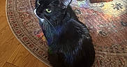 Nala is registered to the contest to win money with this photo: animal, black_cat, cat, feline, fluffy, food_bowl, furniture, green_eyes, home, indoor, living_room, long_hair, looking_up, patterned_rug, pet, portrait, sitting, tail, whiskers, wooden_floor