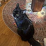 black_cat, cat, feline, pet, animal, green_eyes, whiskers, long_hair, fluffy, sitting, looking_up, tail, indoor, home, living_room, patterned_rug, wooden_floor, furniture, food_bowl, portrait