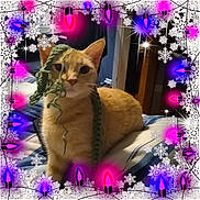 Laya joined the competition — help win amazing prizes! cat, orange_cat, bed, knitted_scarf, scarf, indoor, holiday_lights, snowflakes, festive, purple_lights, pink_lights, cozy, pet, feline, striped_cat, blanket, sleeping_area, warm, cute, decorations