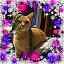 cat, orange_cat, bed, knitted_scarf, scarf, indoor, holiday_lights, snowflakes, festive, purple_lights, pink_lights, cozy, pet, feline, striped_cat, blanket, sleeping_area, warm, cute, decorations