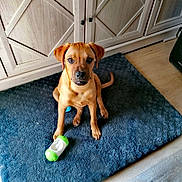 Atlas a rejoint le concours — aidez-le/la à gagner de superbes lots ! puppy, dog, toy, rug, floor, wooden_cabinet, indoor, pet, brown_dog, playful, young_dog, looking_up, ears, cute, animal, pet_toy, home, domestic, flooring, curious