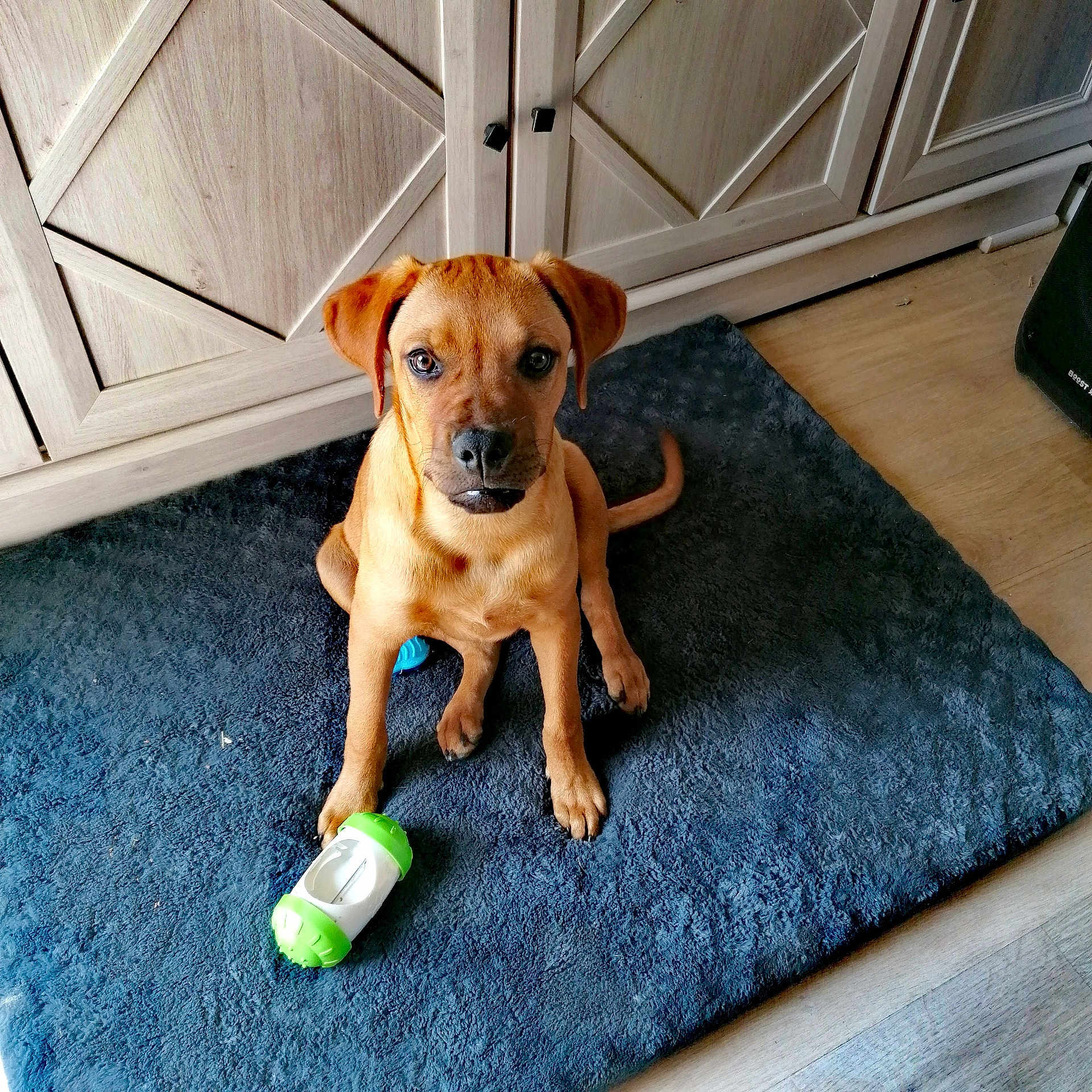 Atlas a rejoint le concours — aidez-le/la à gagner de superbes lots ! puppy, dog, toy, rug, floor, wooden_cabinet, indoor, pet, brown_dog, playful, young_dog, looking_up, ears, cute, animal, pet_toy, home, domestic, flooring, curious