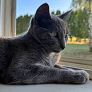Babys is registered to the contest to win money with this photo: animal, calm, cat, domestic_cat, ears, feline, fur, greenery, grey_cat, nature, outdoor_view, pet, portrait, resting, screen, side_view, sunlight, whiskers, window, windowsill
