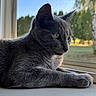 cat, grey_cat, window, windowsill, screen, outdoor_view, sunlight, nature, greenery, pet, feline, animal, resting, side_view, domestic_cat, fur, whiskers, ears, portrait, calm