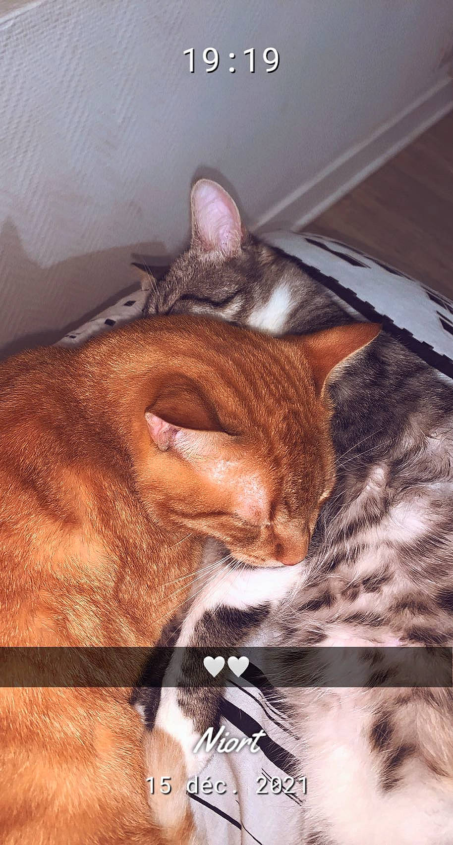 Caramel participe au concours pour gagner de l'argent avec cette photo : brown, carnivore, cat, claw, close_up, comfort, domestic_short_haired_cat, ear, fawn, felidae, fur, mammal, nap, paw, small_to_medium_sized_cats, snout, tail, terrestrial_animal, vertebrate, whiskers