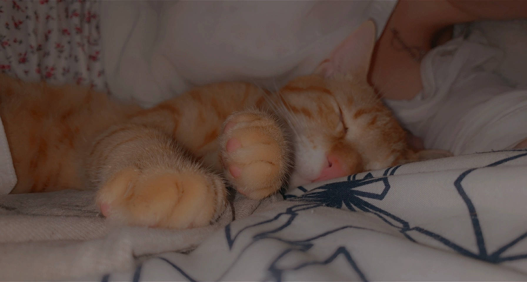 Caramel a rejoint le concours — aidez-le/la à gagner de superbes lots ! art, claw, comfort, eye, feather, felidae, foot, fur, head, human_body, human_leg, leg, linens, nail, nap, small_to_medium_sized_cats, tail, thread, whiskers, wool