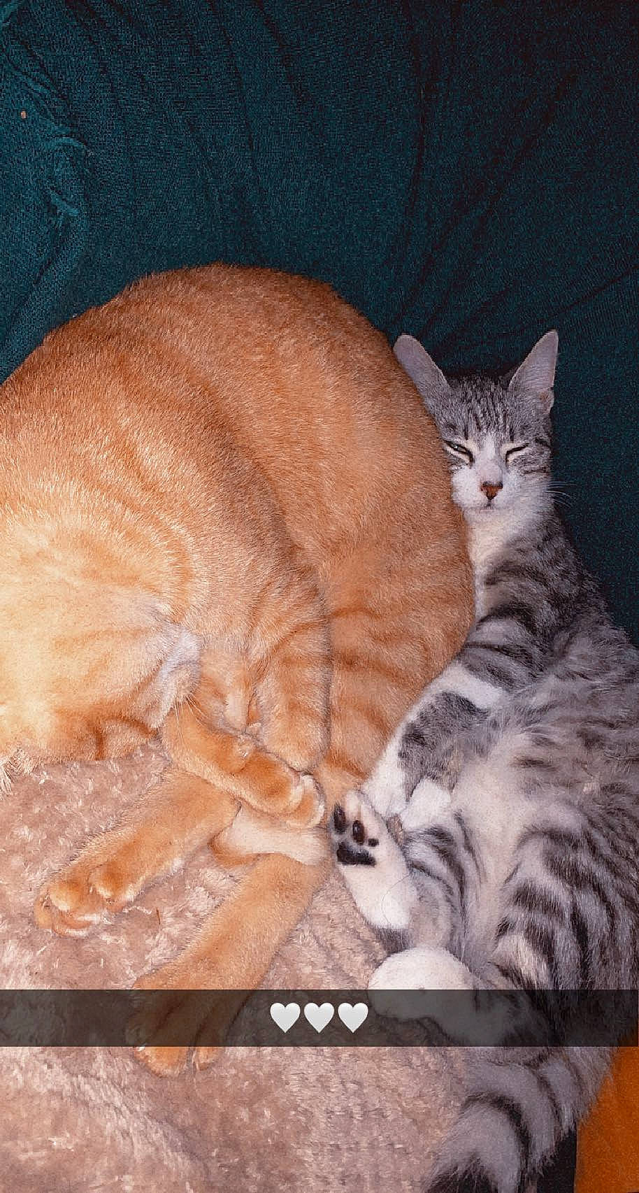 Baloo a rejoint le concours — aidez-le/la à gagner de superbes lots ! carnivore, cat, cat_supply, comfort, domestic_short_haired_cat, fawn, felidae, fur, paw, sitting, small_to_medium_sized_cats, snout, tail, terrestrial_animal, whiskers