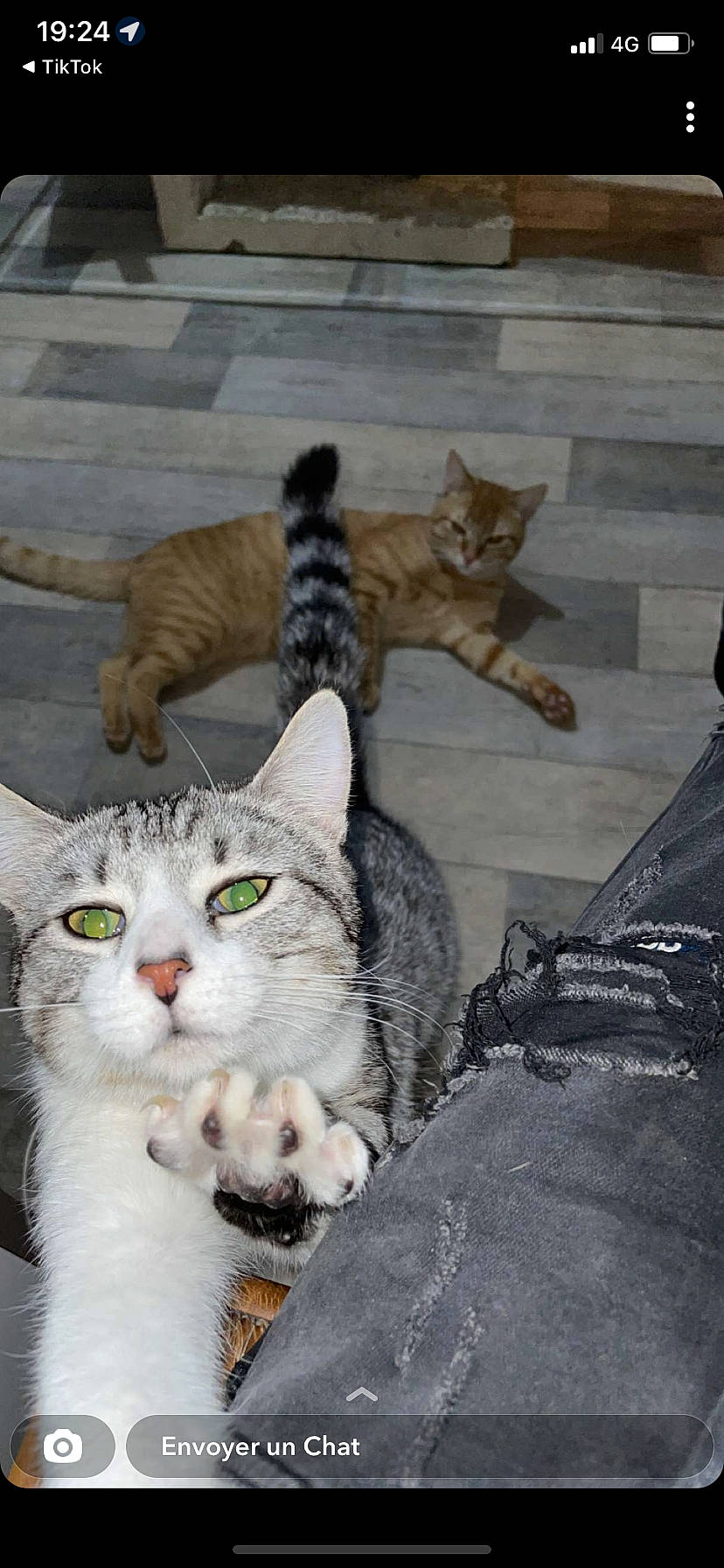 Baloo a rejoint le concours — aidez-le/la à gagner de superbes lots ! carnivore, cat, domestic_short_haired_cat, felidae, flooring, fur, grey, mammal, paw, pet_supply, small_to_medium_sized_cats, snout, tail, vertebrate, whiskers