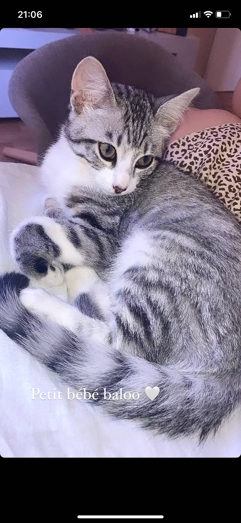 Baloo participe au concours pour gagner de l'argent avec cette photo : carnivore, cat, claw, comfort, domestic_short_haired_cat, felidae, fur, paw, sitting, small_to_medium_sized_cats, snout, tail, terrestrial_animal, whiskers