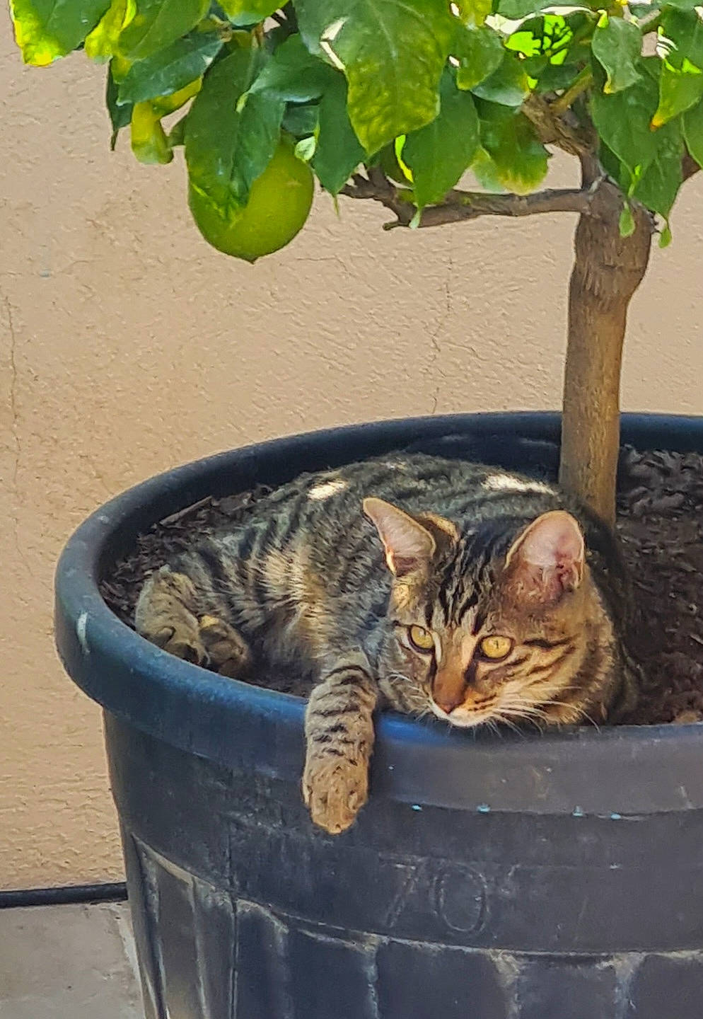 Maoh participe au concours pour gagner de l'argent avec cette photo : carnivore, cat, domestic_short_haired_cat, felidae, fur, grass, houseplant, paw, plant, road_surface, sitting, small_to_medium_sized_cats, snout, street, tail, terrestrial_animal, tree, whiskers, wildlife, wood