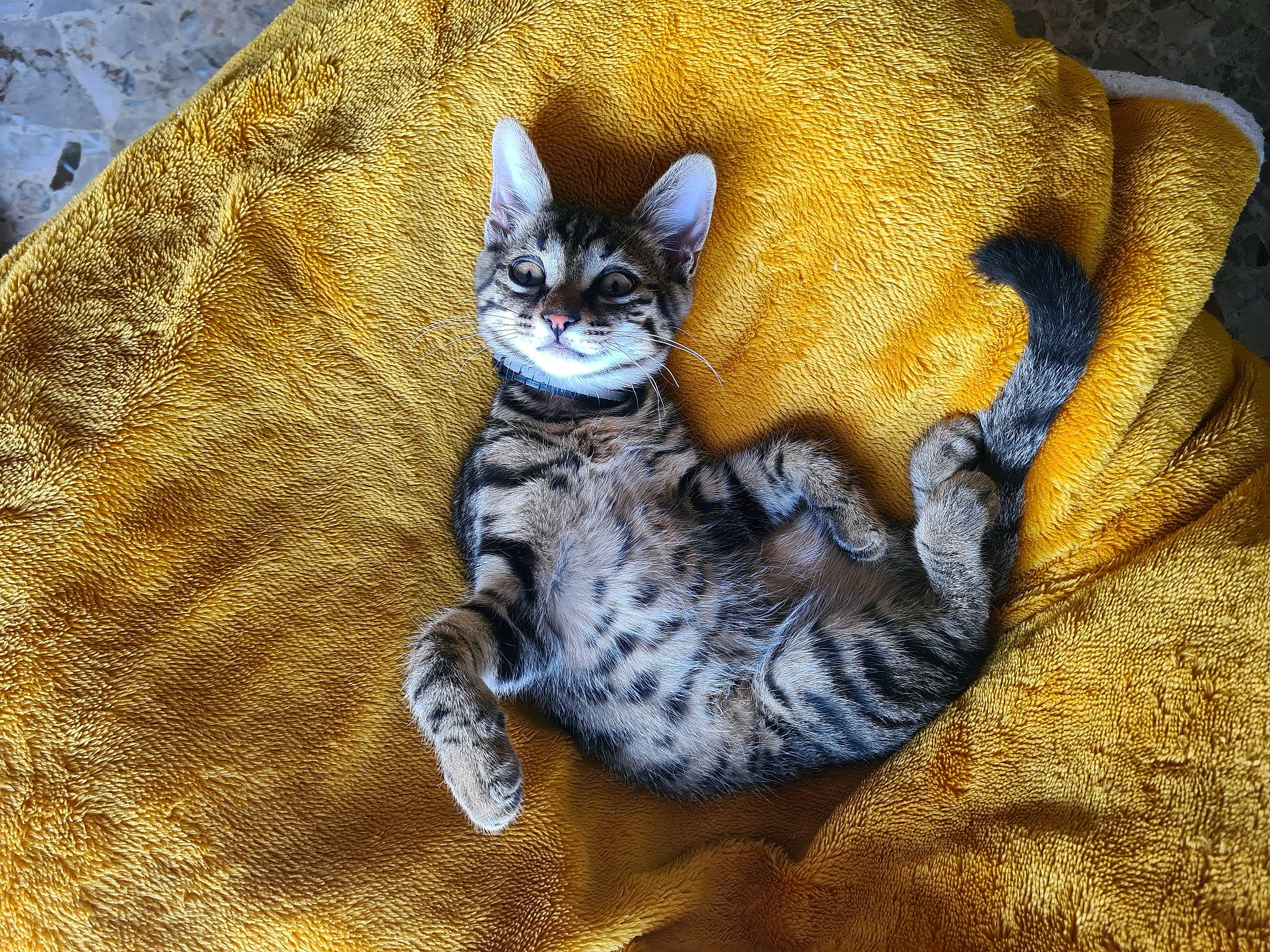 Maoh a rejoint le concours — aidez-le/la à gagner de superbes lots ! art, carnivore, cat, claw, comfort, domestic_short_haired_cat, fawn, felidae, fur, grey, paw, sitting, small_to_medium_sized_cats, snout, tail, terrestrial_animal, tree, whiskers, wildlife, wood