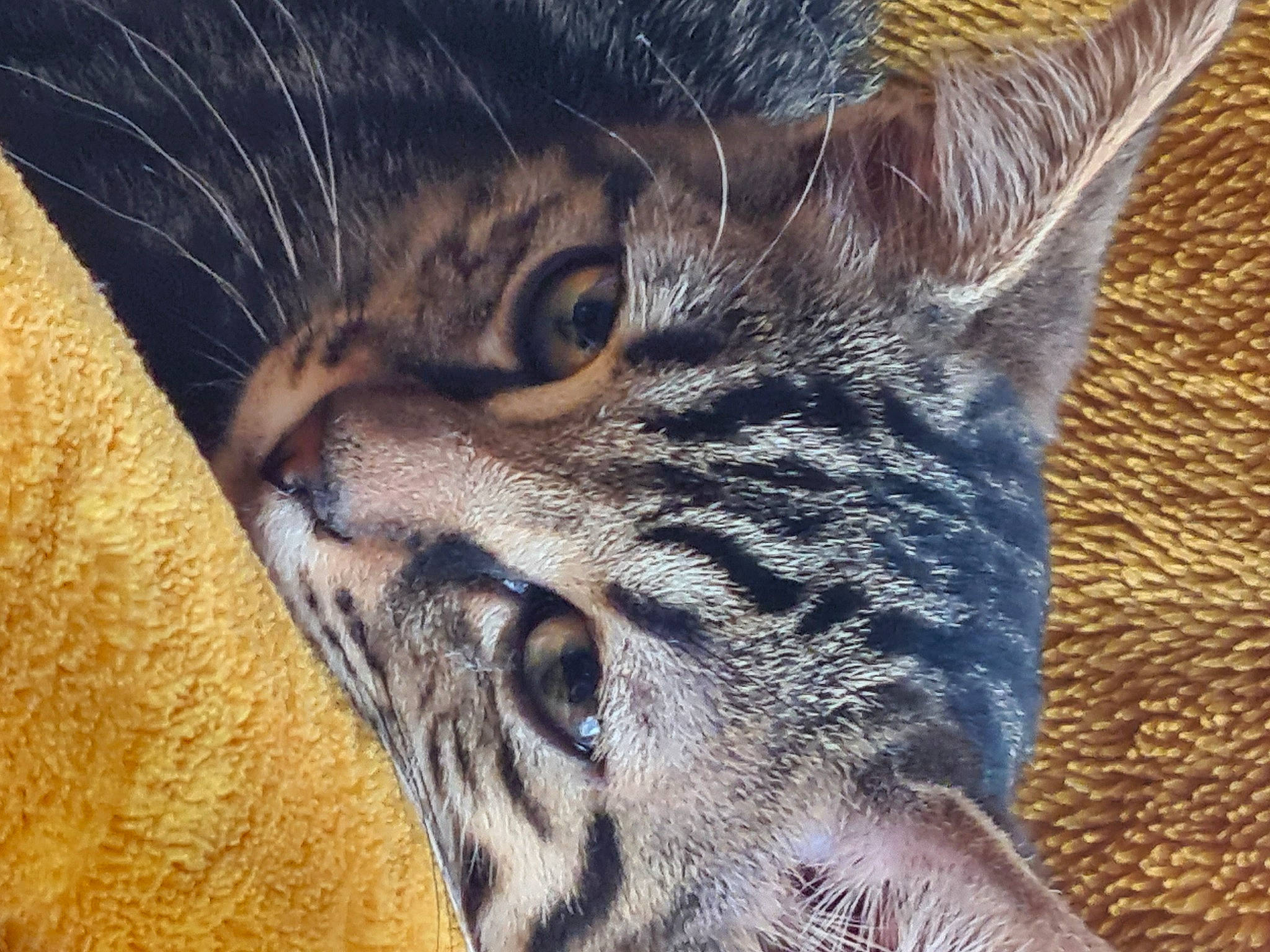 Maoh a rejoint le concours — aidez-le/la à gagner de superbes lots ! carnivore, cat, claw, close_up, domestic_short_haired_cat, eye, fawn, felidae, fur, head, iris, pattern, paw, sleep, small_to_medium_sized_cats, snout, tail, terrestrial_animal, whiskers, wildlife