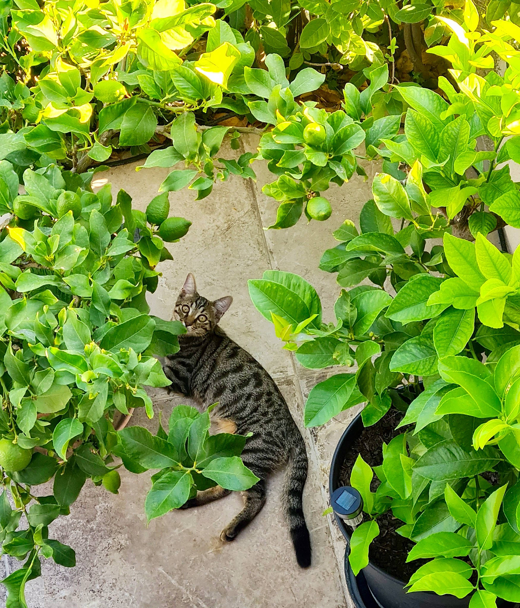 Maoh participe au concours pour gagner de l'argent avec cette photo : annual_plant, botany, carnivore, cat, domestic_short_haired_cat, felidae, flowering_plant, grass, groundcover, herb, leaf, plant, shrub, small_to_medium_sized_cats, soil, tail, terrestrial_animal, terrestrial_plant, tree, vegetation