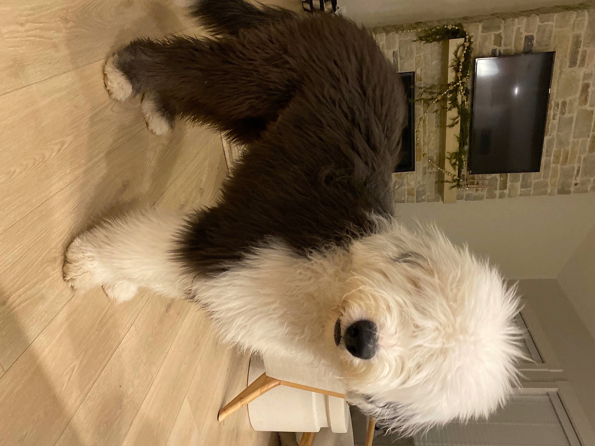 Paddington joined the competition — help win amazing prizes! canidae, carnivore, claw, companion_dog, dog_breed, feather, felidae, flooring, fur, hardwood, natural_material, paw, picture_frame, small_to_medium_sized_cats, snout, sporting_group, tail, whiskers, wing, wood