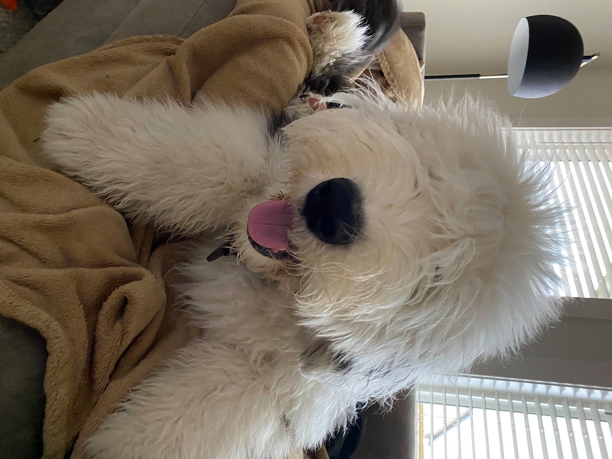 Paddington is registered to the contest to win money with this photo: canidae, carnivore, comfort, companion_dog, dog, dog_breed, dog_supply, fur, natural_material, non_sporting_group, photography, plush, snout, sporting_group, stuffed_toy, toy, working_animal