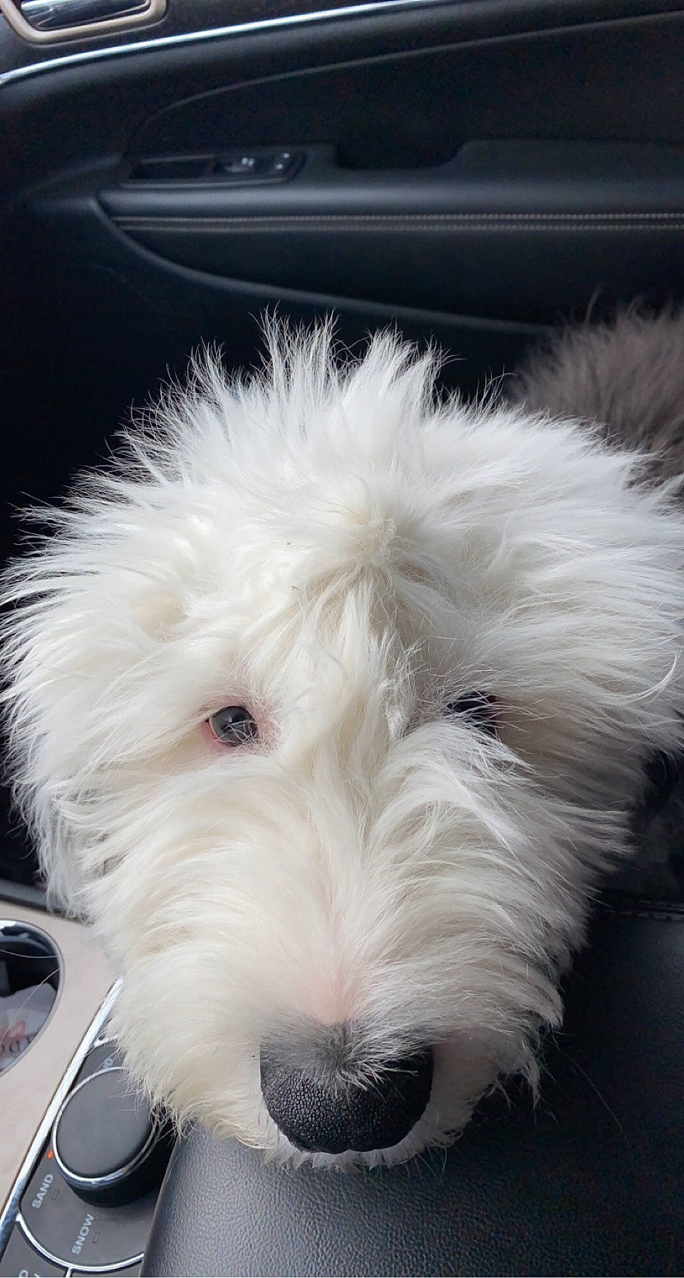 Paddington is registered to the contest to win money with this photo: bichon, canidae, carnivore, companion_dog, dog, dog_breed, fur, labradoodle, maltepoo, non_sporting_group, poodle_crossbreed, puppy, small_terrier, snout, sporting_group, terrier, toy_dog, working_animal