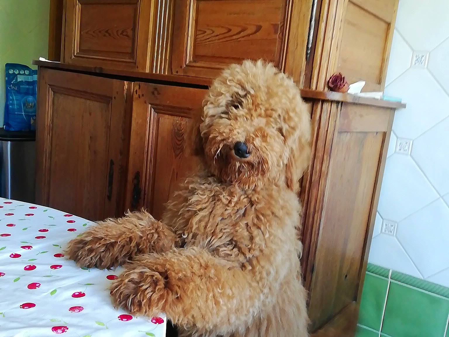 Uria a rejoint le concours — aidez-le/la à gagner de superbes lots ! cabinetry, carnivore, companion_dog, dog, dog_breed, dog_supply, drawer, flooring, fur, hardwood, labradoodle, poodle, small_terrier, snout, terrier, toy_dog, water_dog, wood, wood_stain, yorkipoo