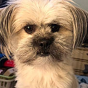 Shye is registered to the contest to win money with this photo: animal, brown_eyes, close_up, companionship, cute, dog, domestic, expression, face, fluffy, fur, furry, household, indoor, looking, mammal, pet, portrait, small_dog, whiskers