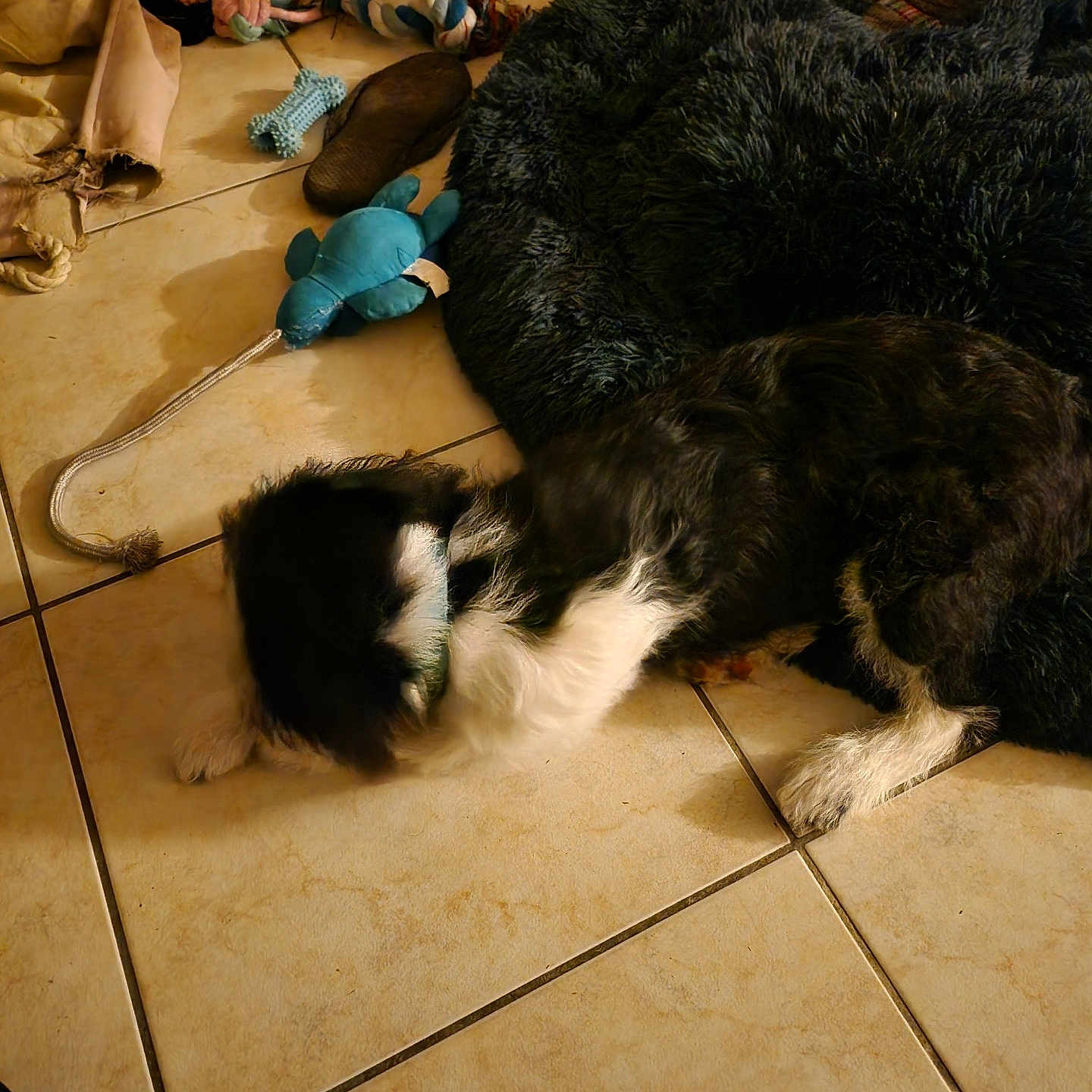 Câline participe au concours pour gagner de l'argent avec cette photo : adult, animal, canine, cat, clothing, couch, dog, footwear, furniture, hound, male, man, person, pet, puppy, shoe, sleeping, tile, toy, wood