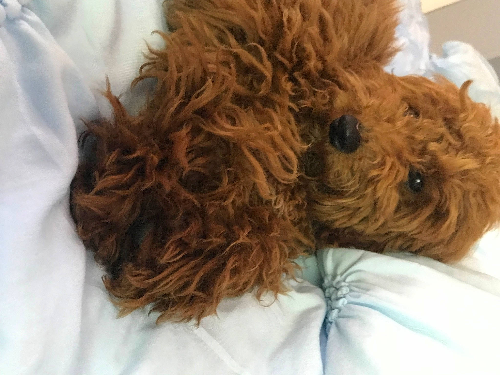 Betsy joined the competition — help win amazing prizes! canidae, carnivore, comfort, companion_dog, dog, dog_breed, dog_collar, dog_supply, fur, labradoodle, liver, maltepoo, pet_supply, poodle, snout, sporting_group, terrier, toy_dog, water_dog, working_animal