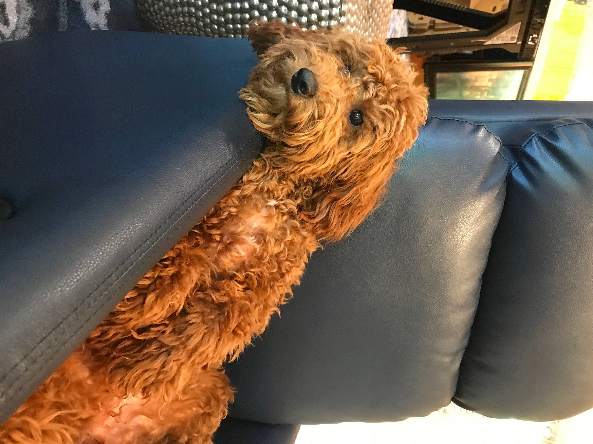 Betsy joined the competition — help win amazing prizes! australian_terrier, canidae, carnivore, comfort, companion_dog, dog, dog_breed, fawn, felidae, fur, liver, small_terrier, small_to_medium_sized_cats, sporting_group, tail, terrier, toy_dog, whiskers, wood, yorkshire_terrier