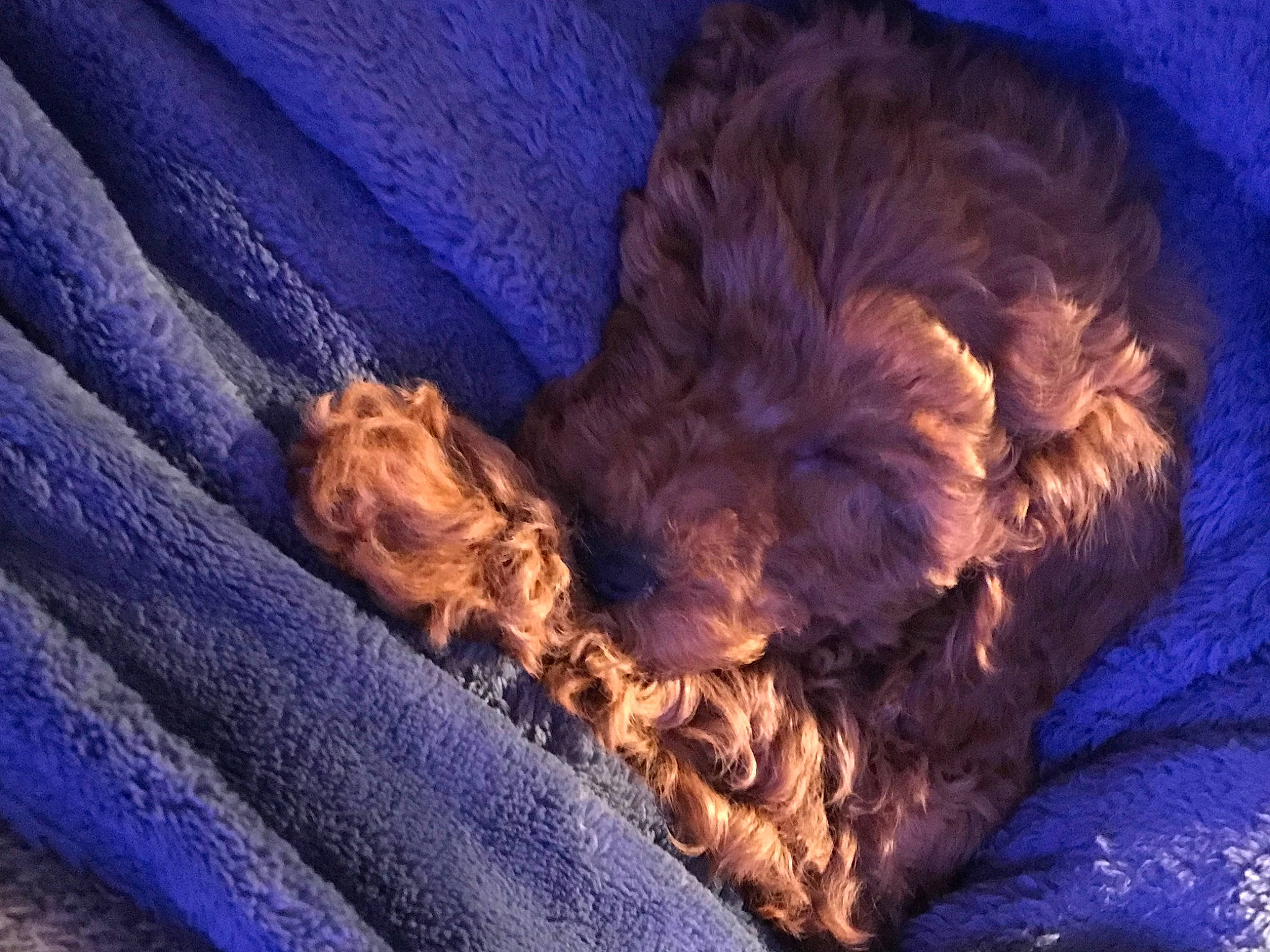 Betsy joined the competition — help win amazing prizes! blue, canidae, carnivore, cloud, comfort, companion_dog, dog, dog_breed, electric_blue, fawn, fur, liver, nap, snout, spaniel, sporting_group, tail, terrier, toy_dog, wood