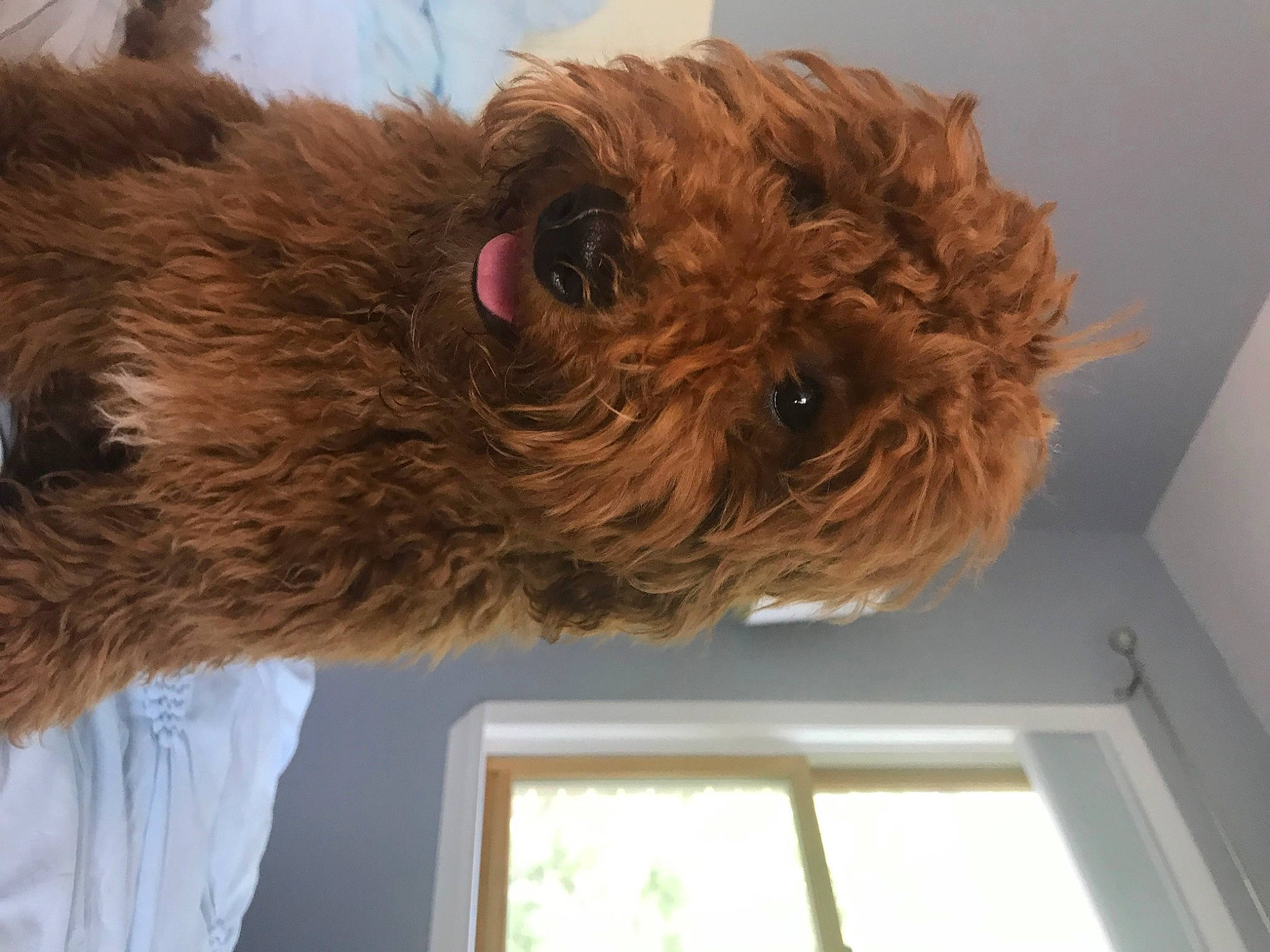 Betsy joined the competition — help win amazing prizes! canidae, carnivore, cockapoo, companion_dog, dog, dog_breed, fur, hardwood, labradoodle, liver, puppy, small_terrier, snout, sporting_group, terrier, toy_dog, water_dog, window, wood, working_animal