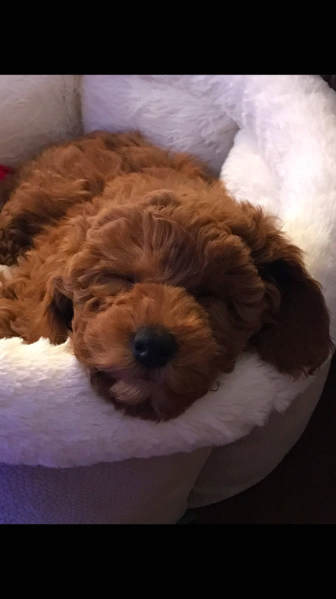 Betsy Boo is registered to the contest to win money with this photo: canidae, carnivore, companion_dog, dog, dog_breed, dog_collar, fur, labradoodle, liver, maltepoo, poodle, small_terrier, snout, sporting_group, terrier, toy, toy_dog, water_dog, working_animal, wrinkle