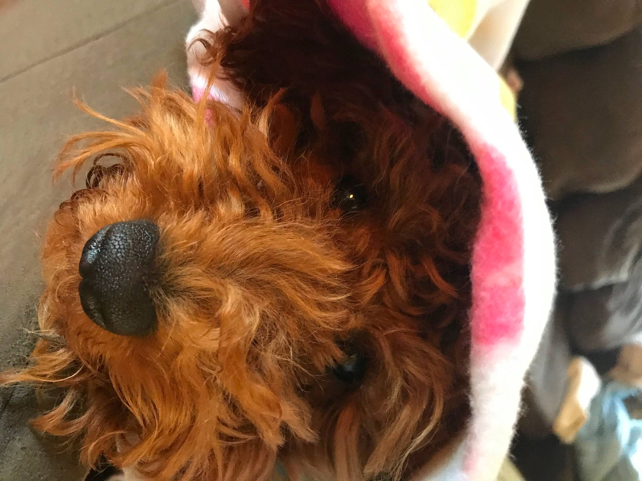 Betsy Boo joined the competition — help win amazing prizes! canidae, carnivore, companion_dog, dog, dog_breed, dog_supply, fawn, flooring, fur, ingredient, liver, non_sporting_group, puppy, small_terrier, snout, sporting_group, terrier, toy_dog, working_animal, yorkipoo