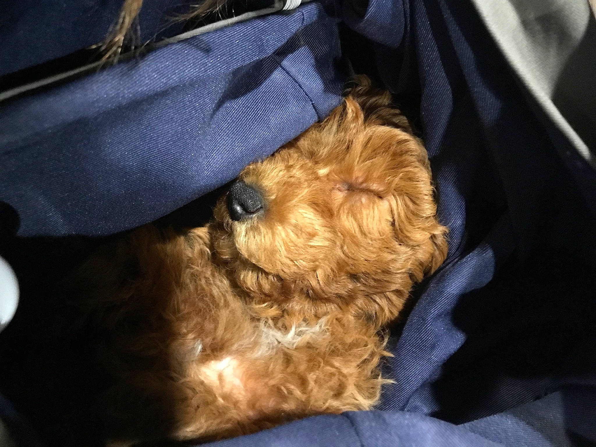 Betsy Boo joined the competition — help win amazing prizes! auto_part, canidae, car_seat, carnivore, comfort, companion_dog, dog, dog_breed, dog_collar, electric_blue, fawn, fur, human_leg, liver, nap, poodle, sporting_group, terrier, toy_dog, working_animal